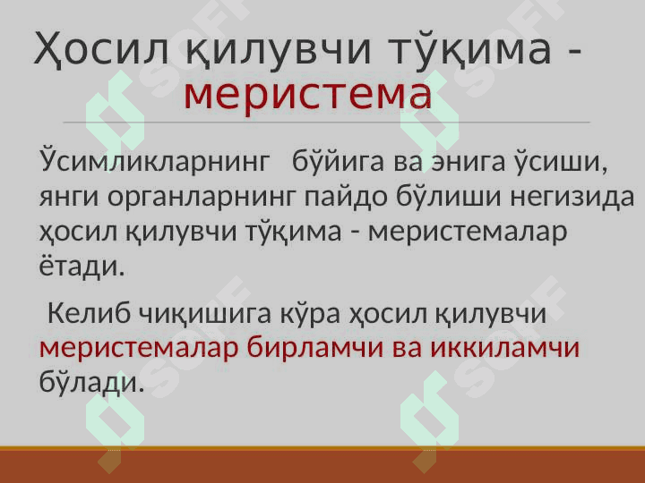 Ўсимлик тўқималари pptx 7