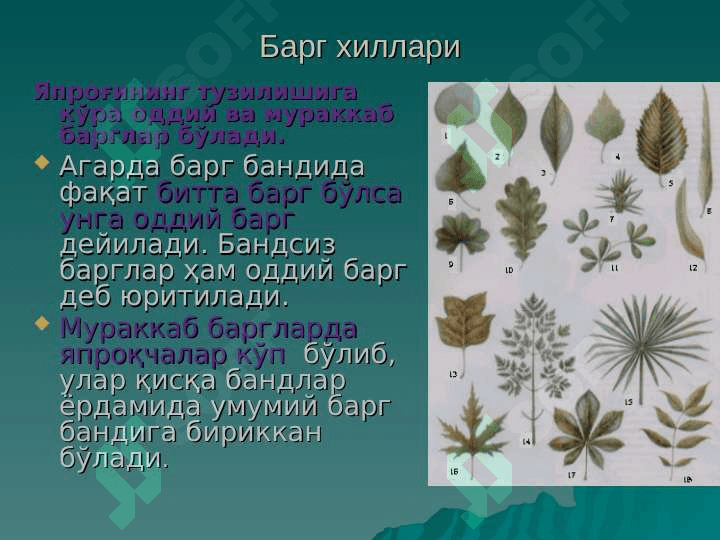 barg pptx 6