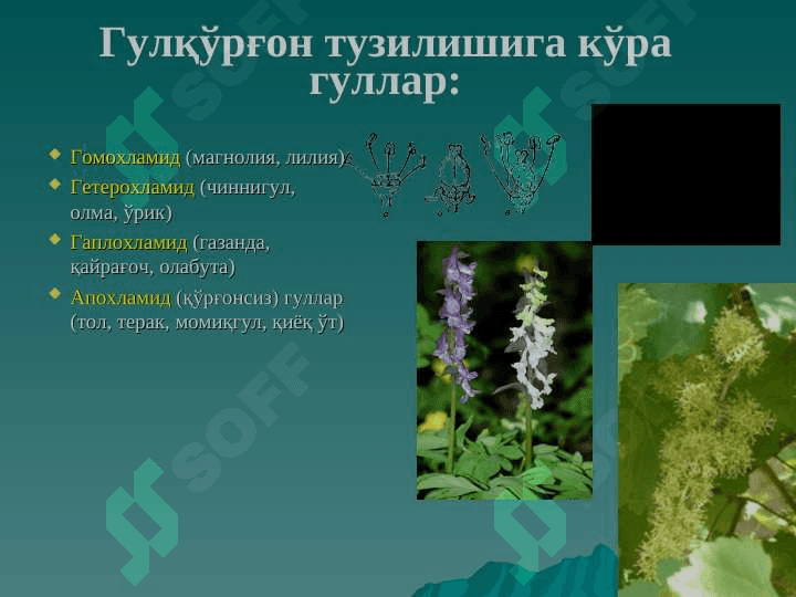 gul va uning tuzilishi va xillari pptx 7