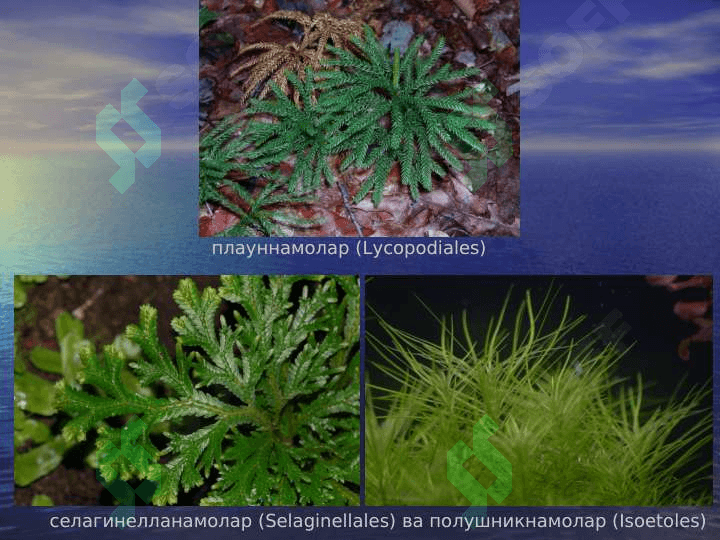 Плаунтоифа (Lycopodiophyta)        ўсимликлар pptx 8