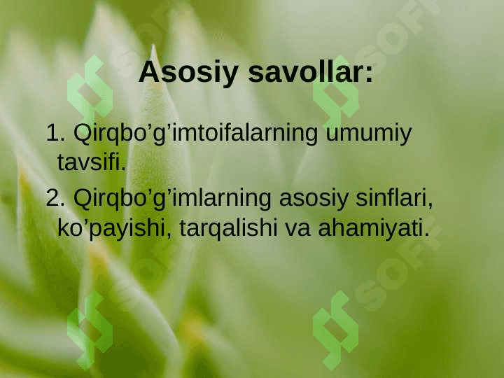 QIRQBO’G’IMTOIFA O’SIMLIKLAR (EQUISETOPHYTA) pptx 2