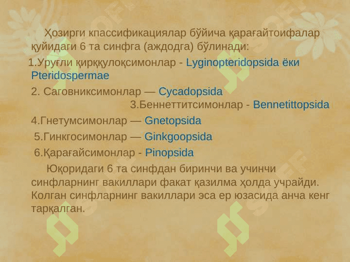 ҚАРАҒАЙТОИФА (ОЧИҚ УРУҒЛИ)– PINOPHYTA  ЁКИ GYMNOSPERMAE ЎСИМЛИКЛАР pptx 6