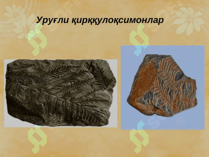 ҚАРАҒАЙТОИФА (ОЧИҚ УРУҒЛИ)– PINOPHYTA  ЁКИ GYMNOSPERMAE ЎСИМЛИКЛАР pptx 8