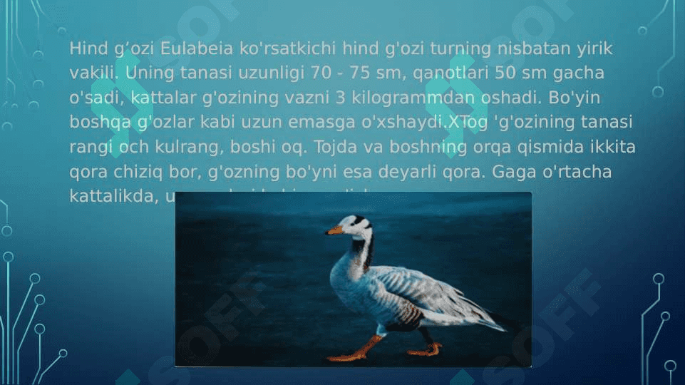 g`ozlar va ularning turlari pptx 2