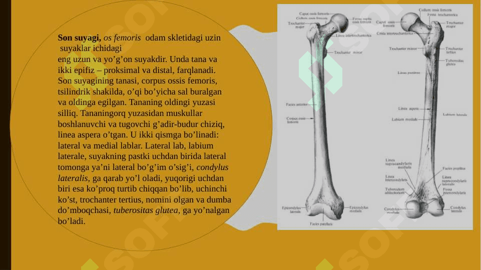 oyoq erkin qismi suyaklari;tuzilishi uning yoshga doir o’zgarishlari 3