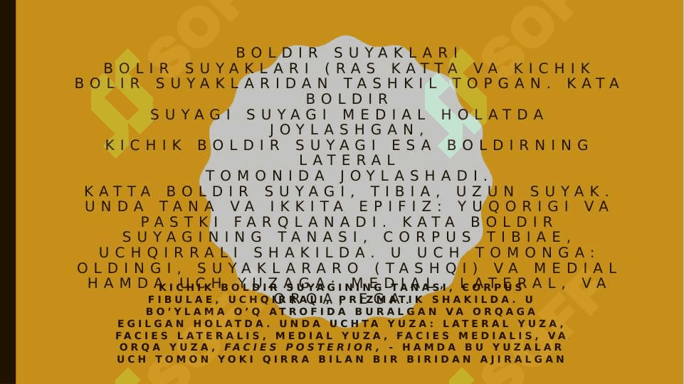 oyoq erkin qismi suyaklari;tuzilishi uning yoshga doir o’zgarishlari 4