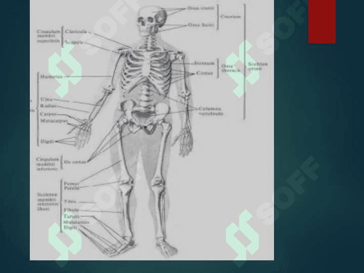 Umumiy osteologiya.Skelet haqida umumiy tushuncha.Bo’yin ko’krak,bel va dumg’aza umurtqalari 4
