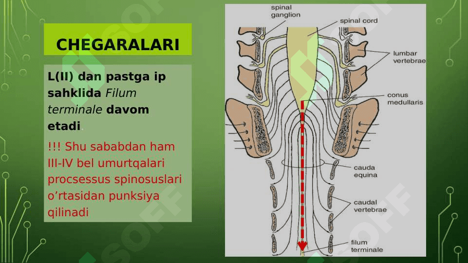 Orqa miya anatomiyasi 3