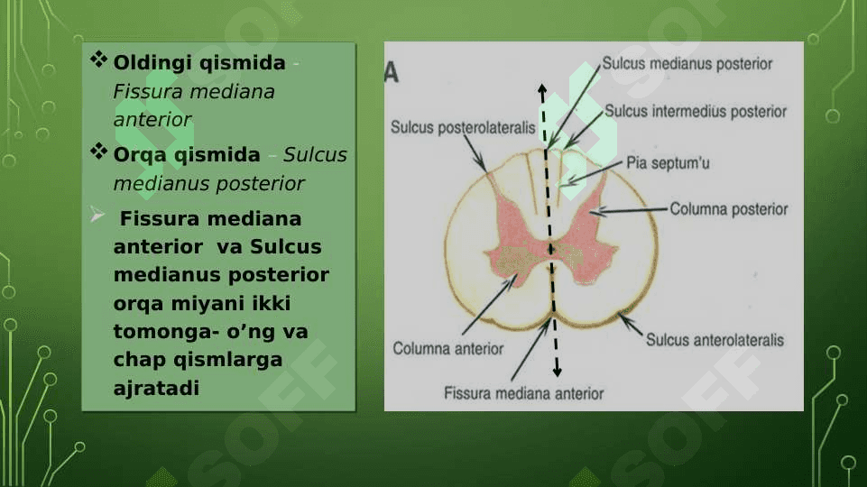 Orqa miya anatomiyasi 5