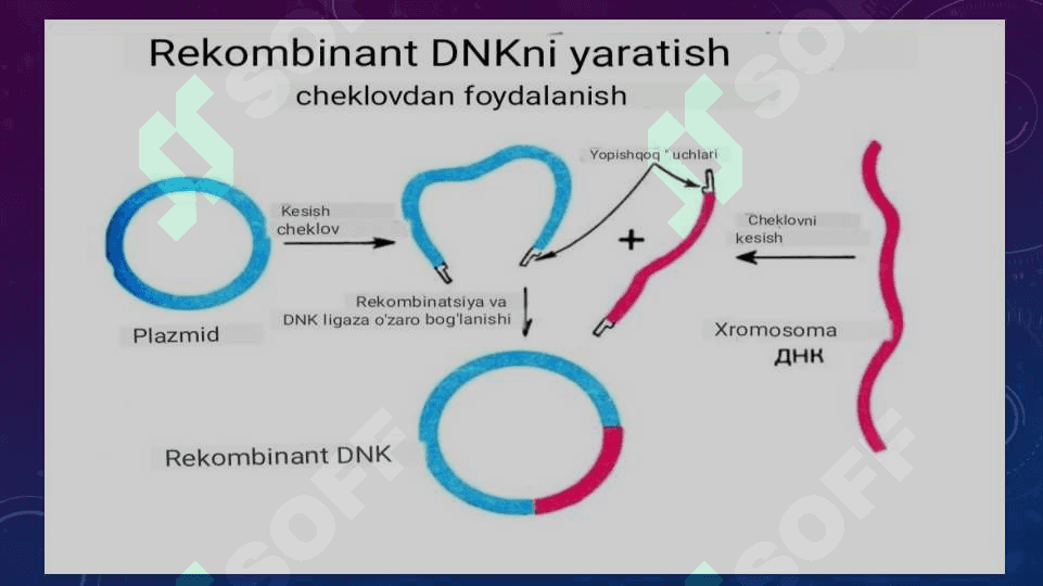 Tibbiyotda Dnk rekombinatlarini qo’llash 4