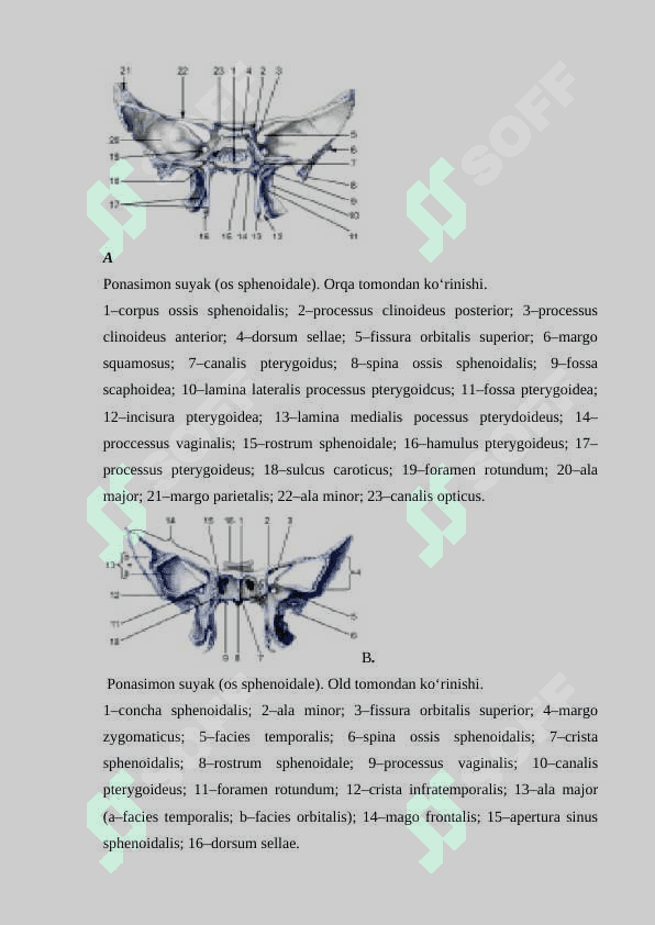Bosh skeleti 8