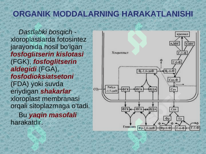 O‘SIMLIKLARDA MODDALAR TASHILUVI 6