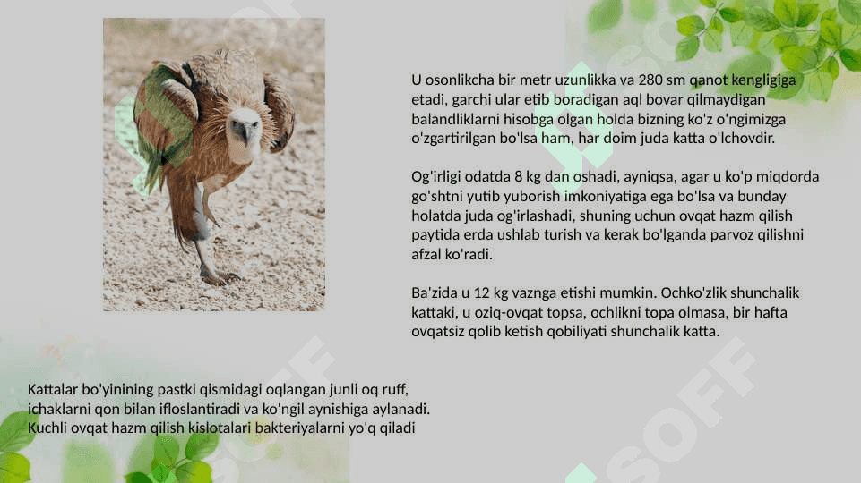 Mustaqil talim pptx 7