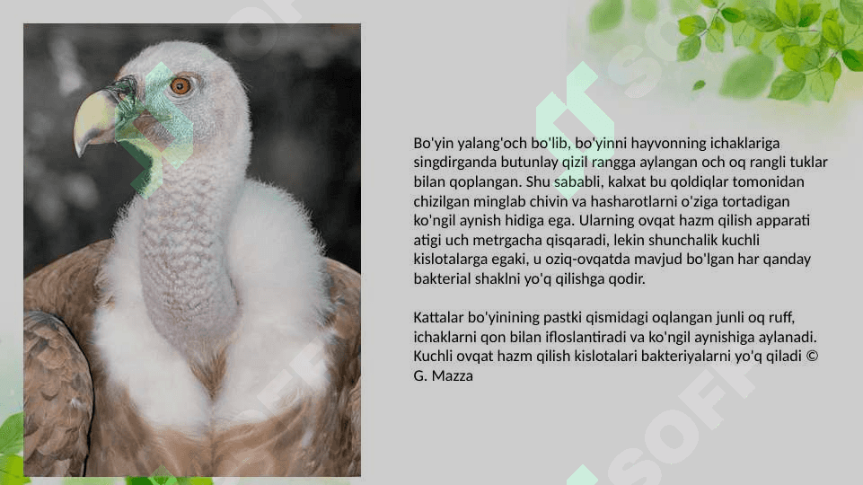 Mustaqil talim pptx 8