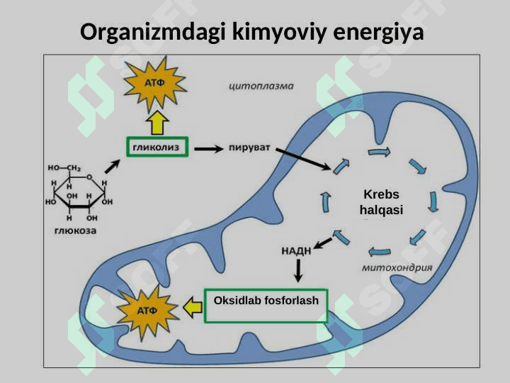 KIMYOVIY TERMODINAMIKA ASOSLARI 7