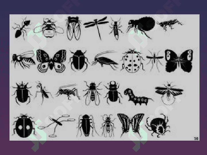 HASHOROTLAR BIOLOGIYASI 8