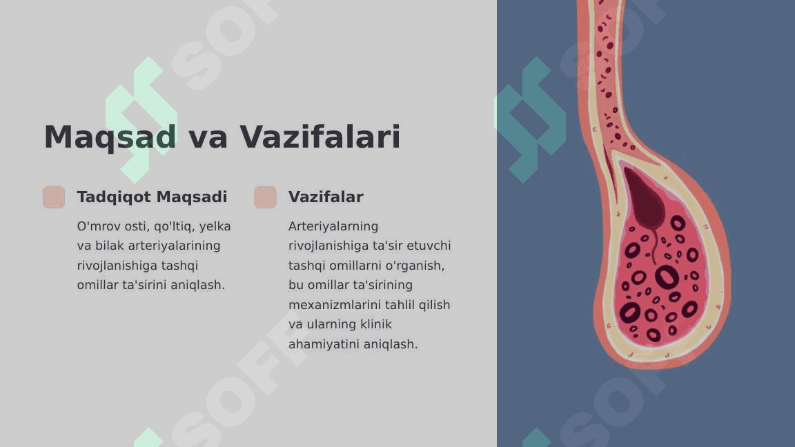 O'mrov osti, qo'ltiq, yelka-bilak sohasi arteriyalar taraqqiyotiga tashqi omillarning ta'siri 4