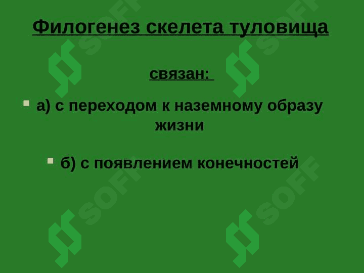 Осевой скелет 3