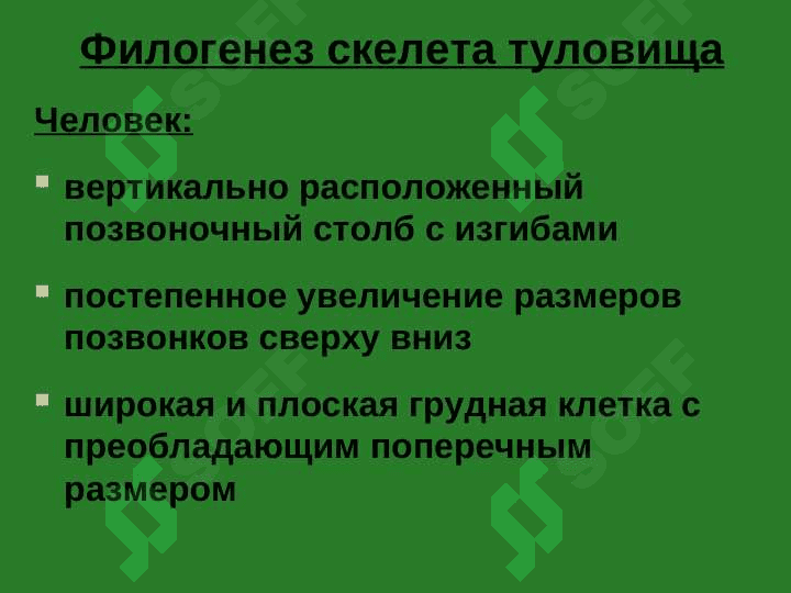 Осевой скелет 7