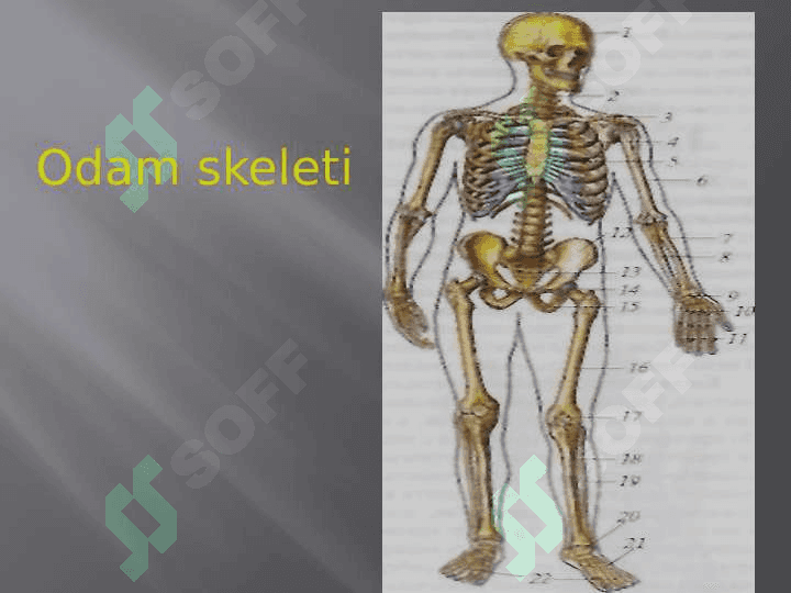 Anatomiyaga faniga kirish, fanning rivojlanish tarixi. Abu Ali Ibn Sinoning anatomiya fanining rivojlanishiga qo`shgan xissasi. Odam tanasininng konstitutsiyasi va yoshga qarab o`zgarishi. Odam skeleti haqida umumiy ma`lumot. Tanat suyaklari. Umurtqa pog’onasi. Umurtqalar. Qovurg’alar. Tush suyagi. Kurak suyagi. 8