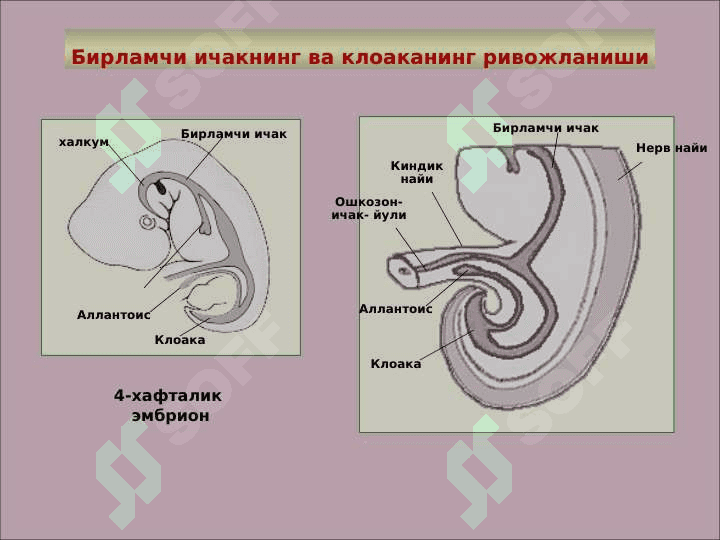 СИЙДИК ЧИҚАРУВ  АЪЗОЛАРИНИНГ ФУНКЦИОНАЛ  АНАТОМИЯСИ 4