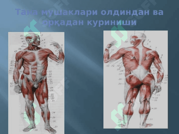 МУШАКЛАР ТЎҒРИСИДА МАЪЛУМОТ. МУШАКЛАРНИНГ ТАРАҚҚИЁТИ. МУШАКЛАРНИНГ ЁРДАМЧИ АППАРАТИ. КЎКРАК, ҚОРИН, ОРҚА МУШАКЛАРИ ВА ФАСЦИЯЛАРИ.  ДИАФРАГМА. ҚОРИН СОХАСИНИНГ ТОПОГРАФИЯСИ:  ҚОРИН ТЎҒРИ МУШАГИНИНГ ҚИНИ, ОҚ ЧИЗИҚ, ЧОВ КАНАЛИ. ҚЎЛ, ЧАНОҚ ВА ОЁҚ МУШАКЛАРИ 4
