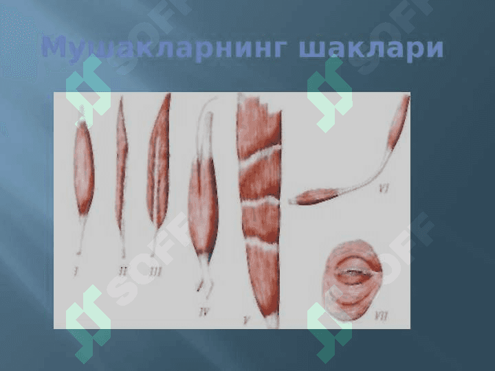 МУШАКЛАР ТЎҒРИСИДА МАЪЛУМОТ. МУШАКЛАРНИНГ ТАРАҚҚИЁТИ. МУШАКЛАРНИНГ ЁРДАМЧИ АППАРАТИ. КЎКРАК, ҚОРИН, ОРҚА МУШАКЛАРИ ВА ФАСЦИЯЛАРИ.  ДИАФРАГМА. ҚОРИН СОХАСИНИНГ ТОПОГРАФИЯСИ:  ҚОРИН ТЎҒРИ МУШАГИНИНГ ҚИНИ, ОҚ ЧИЗИҚ, ЧОВ КАНАЛИ. ҚЎЛ, ЧАНОҚ ВА ОЁҚ МУШАКЛАРИ 5