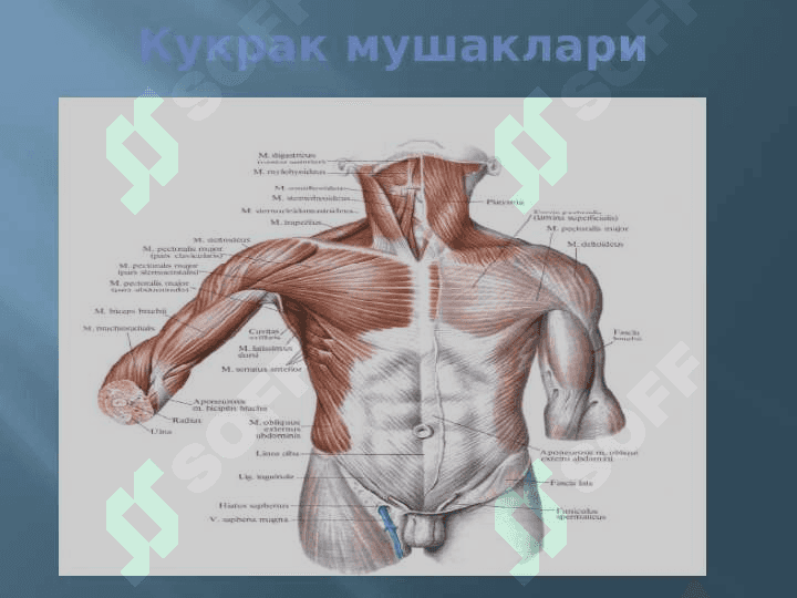 МУШАКЛАР ТЎҒРИСИДА МАЪЛУМОТ. МУШАКЛАРНИНГ ТАРАҚҚИЁТИ. МУШАКЛАРНИНГ ЁРДАМЧИ АППАРАТИ. КЎКРАК, ҚОРИН, ОРҚА МУШАКЛАРИ ВА ФАСЦИЯЛАРИ.  ДИАФРАГМА. ҚОРИН СОХАСИНИНГ ТОПОГРАФИЯСИ:  ҚОРИН ТЎҒРИ МУШАГИНИНГ ҚИНИ, ОҚ ЧИЗИҚ, ЧОВ КАНАЛИ. ҚЎЛ, ЧАНОҚ ВА ОЁҚ МУШАКЛАРИ 6