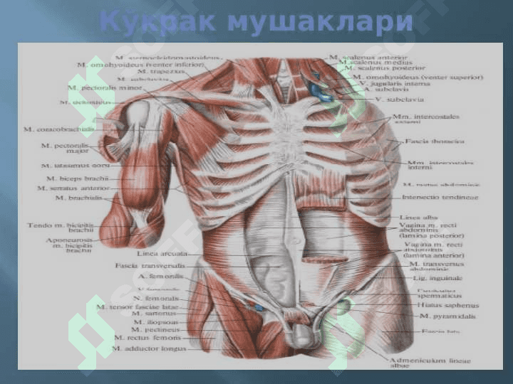 МУШАКЛАР ТЎҒРИСИДА МАЪЛУМОТ. МУШАКЛАРНИНГ ТАРАҚҚИЁТИ. МУШАКЛАРНИНГ ЁРДАМЧИ АППАРАТИ. КЎКРАК, ҚОРИН, ОРҚА МУШАКЛАРИ ВА ФАСЦИЯЛАРИ.  ДИАФРАГМА. ҚОРИН СОХАСИНИНГ ТОПОГРАФИЯСИ:  ҚОРИН ТЎҒРИ МУШАГИНИНГ ҚИНИ, ОҚ ЧИЗИҚ, ЧОВ КАНАЛИ. ҚЎЛ, ЧАНОҚ ВА ОЁҚ МУШАКЛАРИ 7