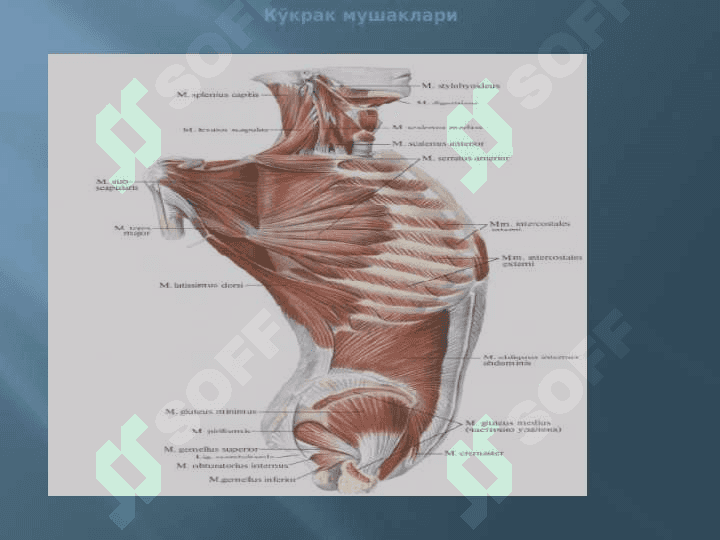 МУШАКЛАР ТЎҒРИСИДА МАЪЛУМОТ. МУШАКЛАРНИНГ ТАРАҚҚИЁТИ. МУШАКЛАРНИНГ ЁРДАМЧИ АППАРАТИ. КЎКРАК, ҚОРИН, ОРҚА МУШАКЛАРИ ВА ФАСЦИЯЛАРИ.  ДИАФРАГМА. ҚОРИН СОХАСИНИНГ ТОПОГРАФИЯСИ:  ҚОРИН ТЎҒРИ МУШАГИНИНГ ҚИНИ, ОҚ ЧИЗИҚ, ЧОВ КАНАЛИ. ҚЎЛ, ЧАНОҚ ВА ОЁҚ МУШАКЛАРИ 8