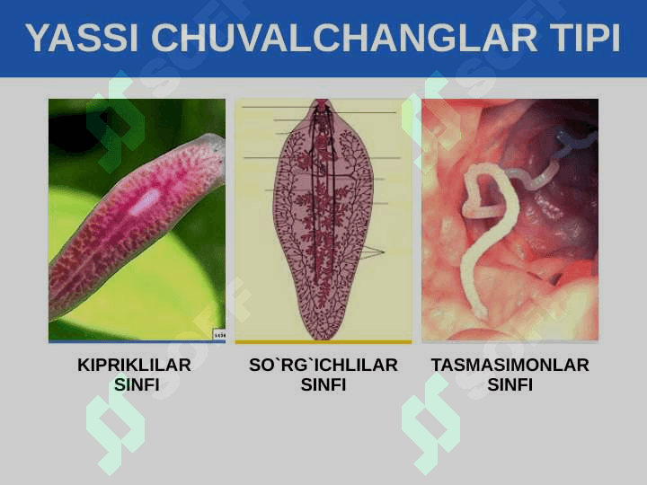 Yassi chuvalchanglar tipi. Kiprikli chuvalchanglar sinfi. 3
