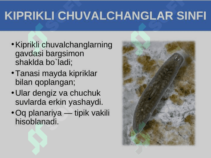 Yassi chuvalchanglar tipi. Kiprikli chuvalchanglar sinfi. 4