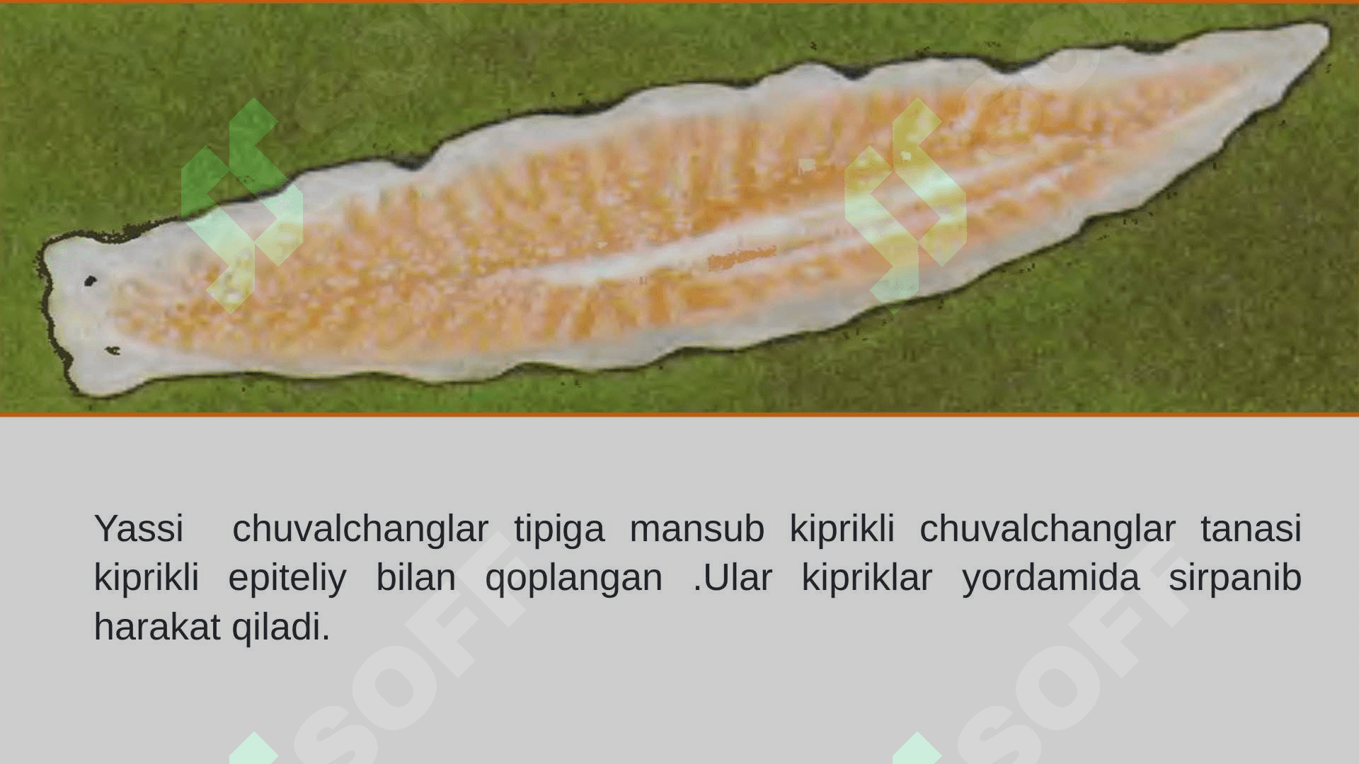 UMURTQASIZLARNING  HARAKATLANISH ORGANLARI 8