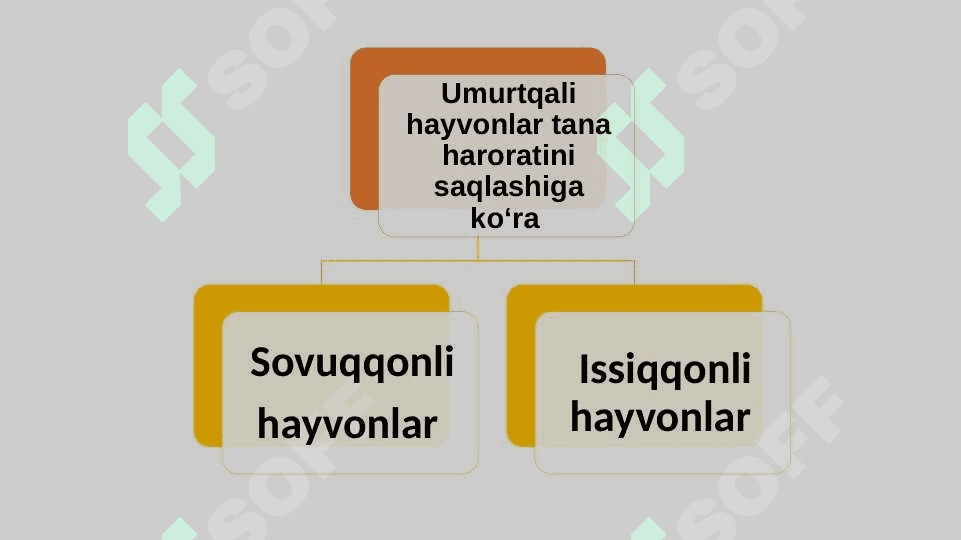 UMURTQALILARNING  QON AYLANISH  SISTEMASI 6