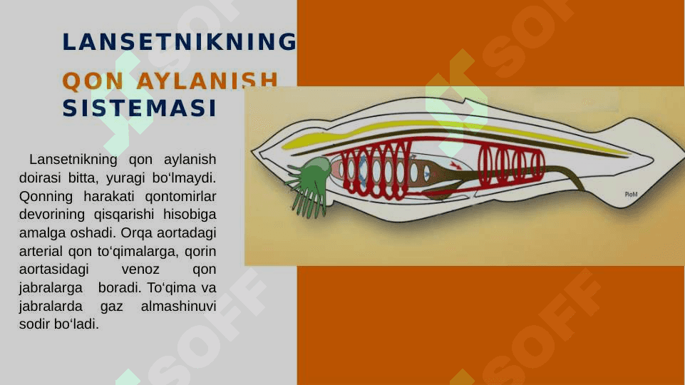 UMURTQALILARNING  QON AYLANISH  SISTEMASI 8