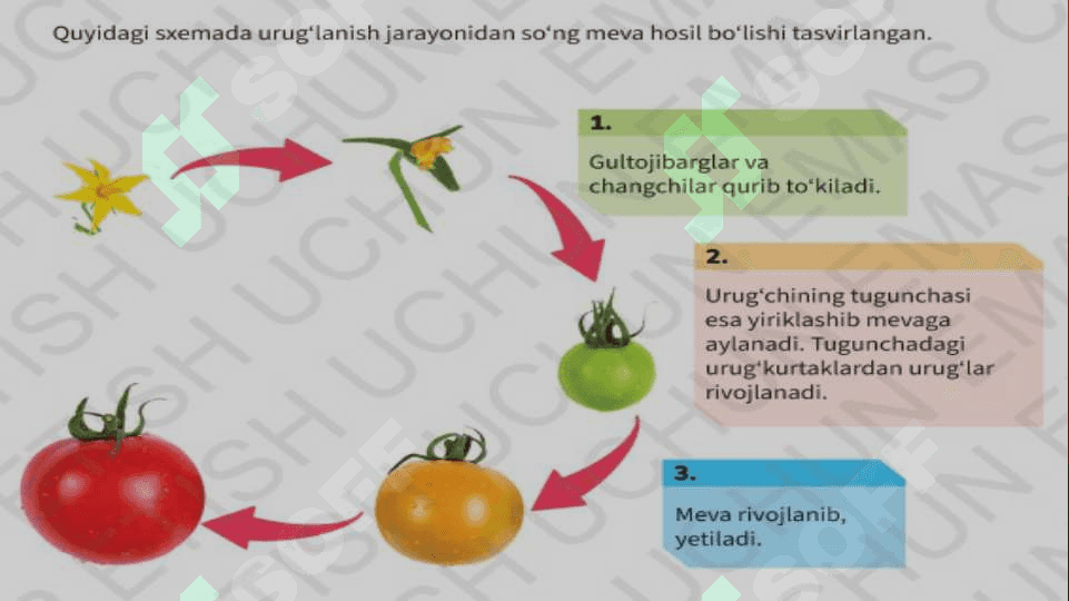 Gulli o'simliklarning ko'payishi 4