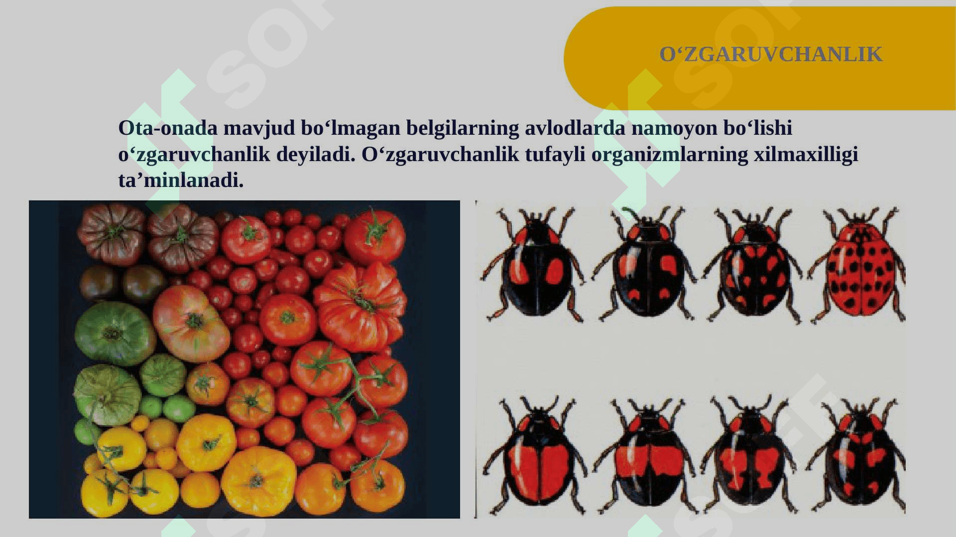 O‘ZGARUVCHANLIK 8
