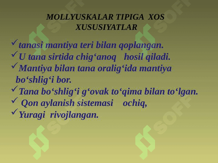 MOLLYUSKALAR TIPI 2