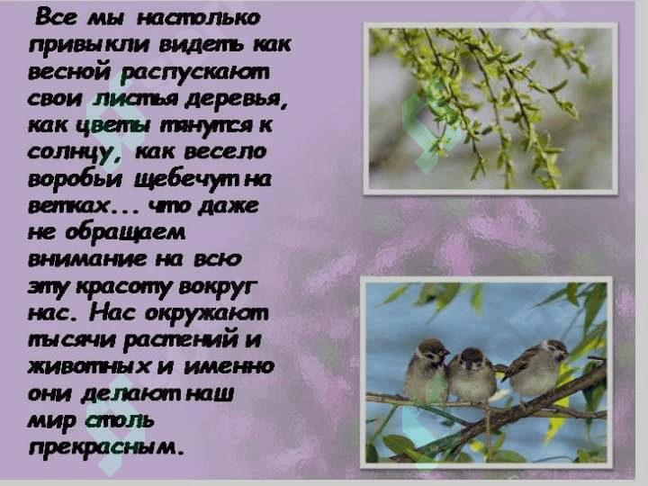 Флора и фауна 2