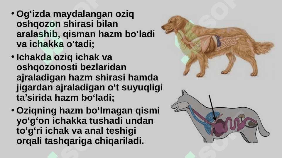 Itning ichki tuzilishi. 4