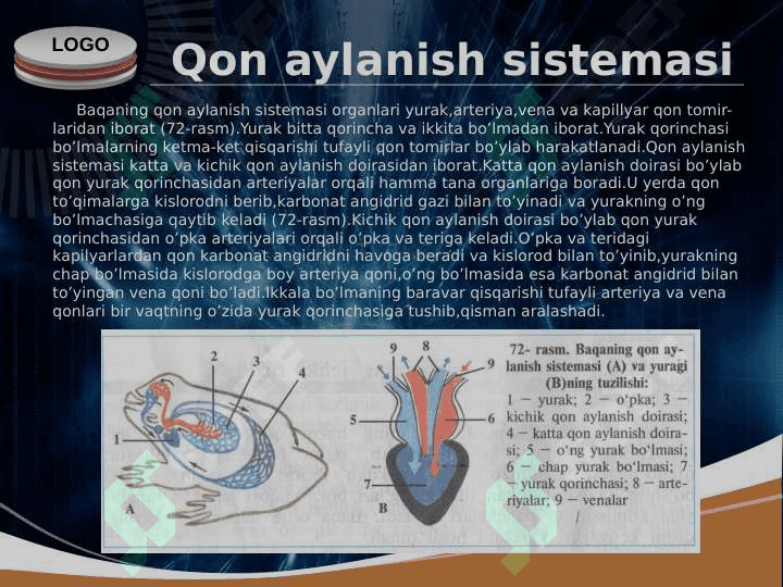 Ko’l baqasining ichki tuzilishi 4