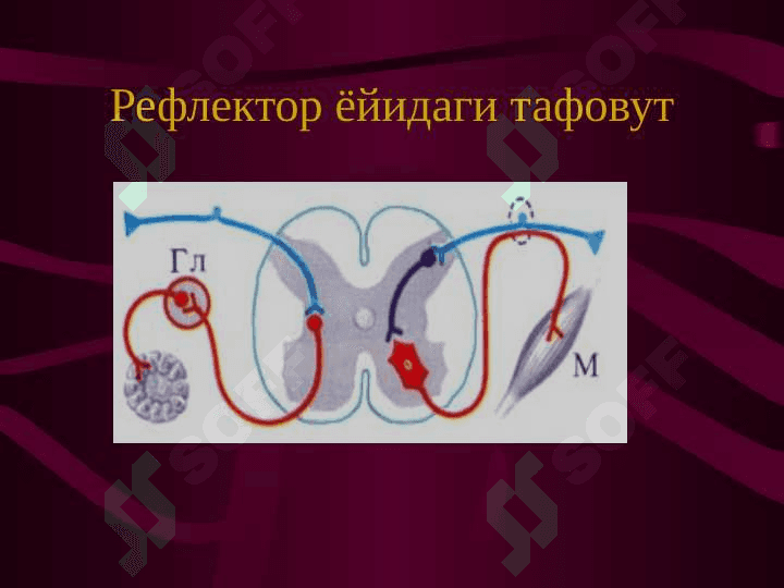 Vegetativ nerv tizimi faoliyatini o'rganish 4