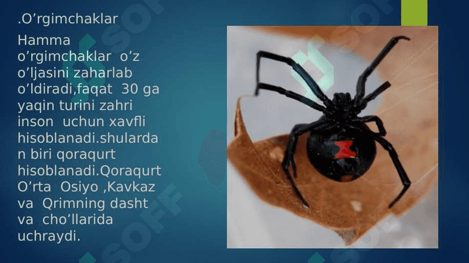O'rgimchaksimonlar sinfi 2