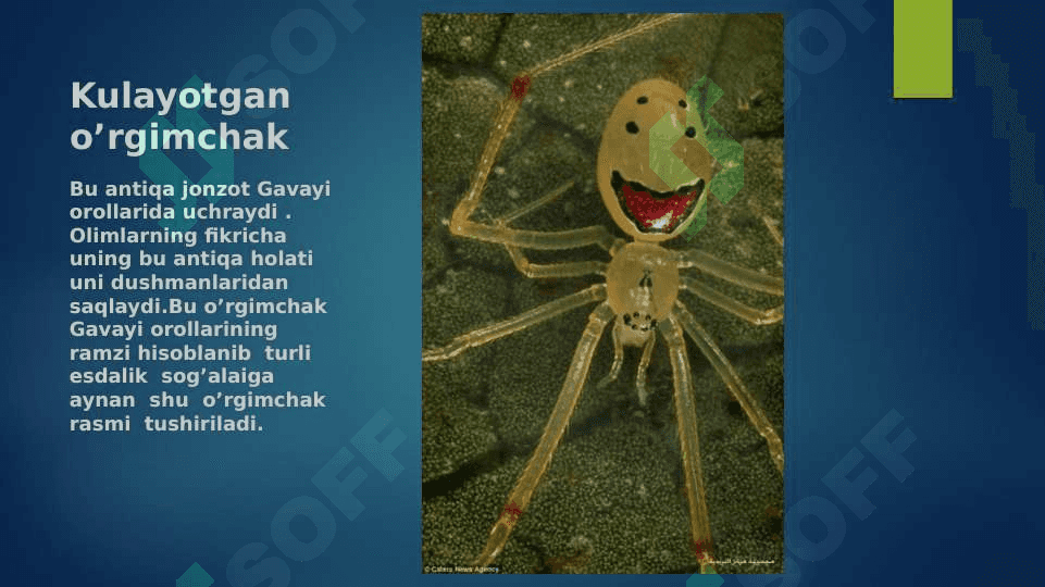 O'rgimchaksimonlar sinfi 6