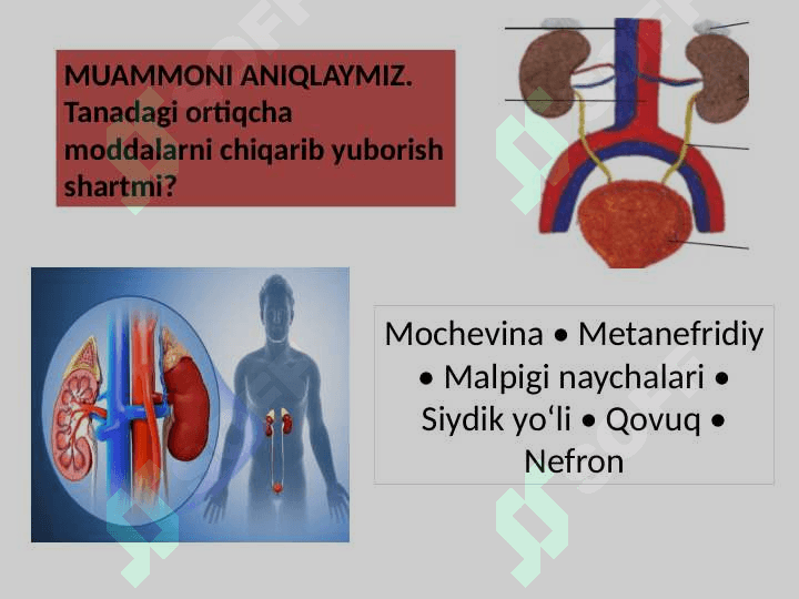 ODAM VA HAYVONLARNING  AYIRISH SISTEMASI 2
