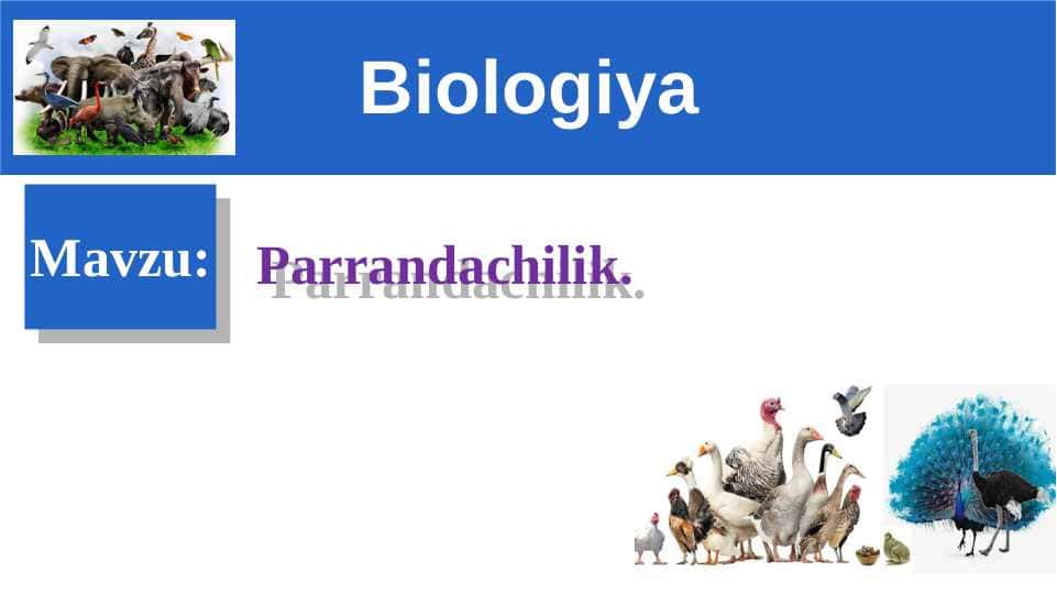 Parrandachilik