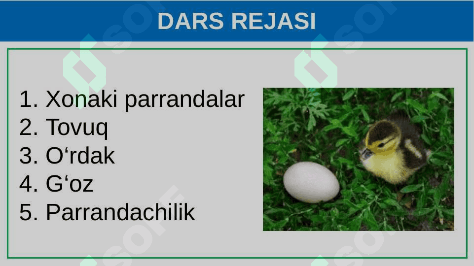Parrandachilik 2