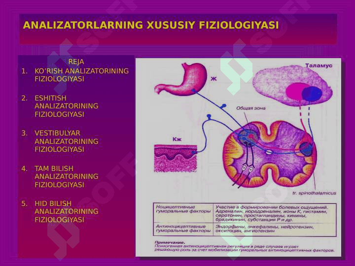 ANALIZATORLARNING FIZIOLOGIYASI 2