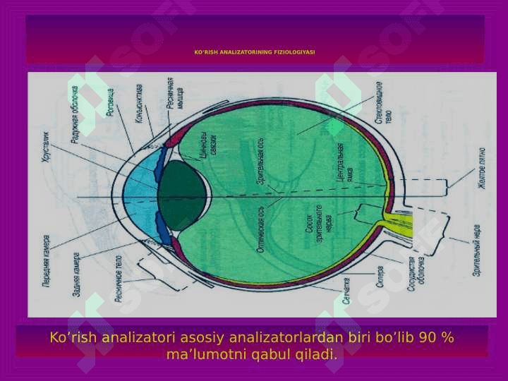 ANALIZATORLARNING FIZIOLOGIYASI 3