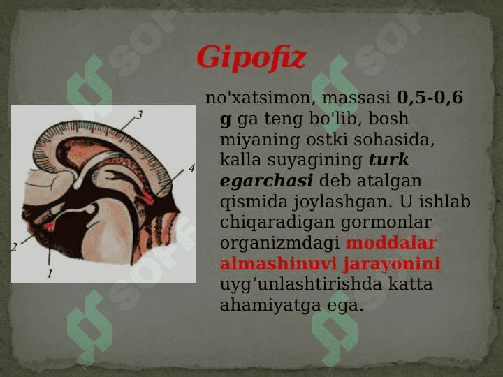 Ichki sekretsiya bezlarining yoshga doir xususiyatlari 6